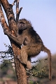  afrique du sud 
 babouin chacma 
 parc kruger 